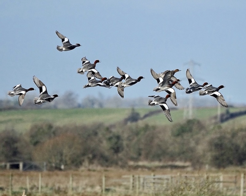 wigeon